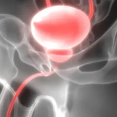 Anatomia układu moczowego, gdzie urolog leczy pęcherz i drogi moczowe.