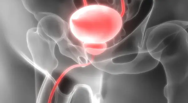 Anatomia układu moczowego, gdzie urolog leczy pęcherz i drogi moczowe.