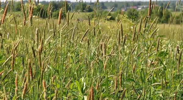 Skuteczne leki na alergię na trawy: co wybrać, aby ulżyć objawom