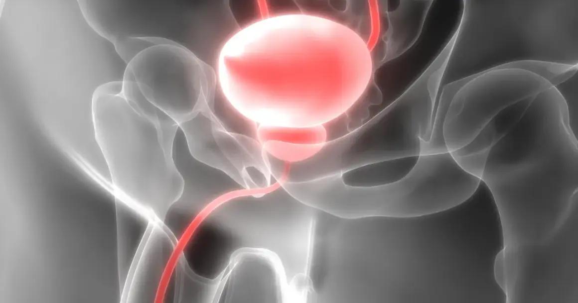 Anatomia układu moczowego, gdzie urolog leczy pęcherz i drogi moczowe.
