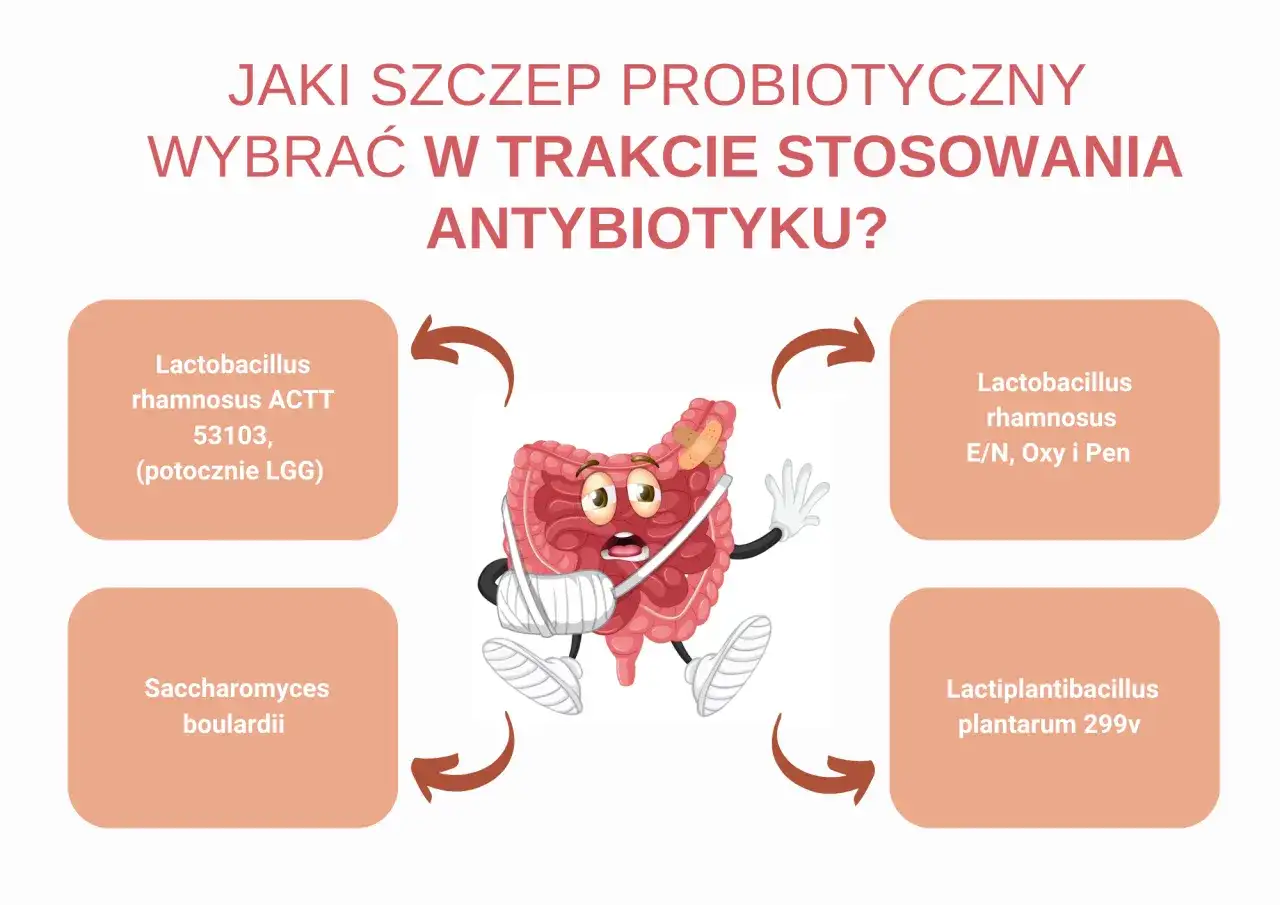 Osłona antybiotykowa Jak wybrać probiotyk dla zdrowych jelit?