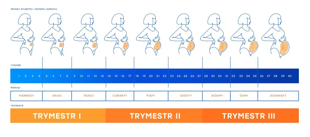 Ilustracja pokazuje zmiany sylwetki kobiety w ciąży i rozwój dziecka tydzień po tygodniu, od 1 do 40 tygodnia. Długość ciąży to 40 tygodni.
